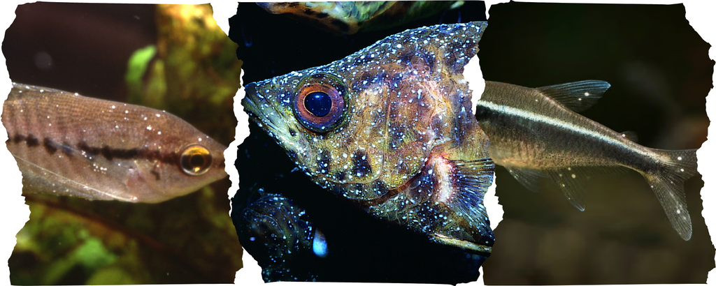 Malattia dei punti bianchi (Ichtyophthirius): guida completa per curare il pesce
