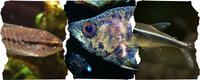 Maladie des Points Blancs (Ichtyophthirius) : Guide Complet pour Soigner vos Poissons