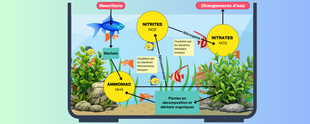Batteri benefici per l'acqua dall'acquario [la guida]
