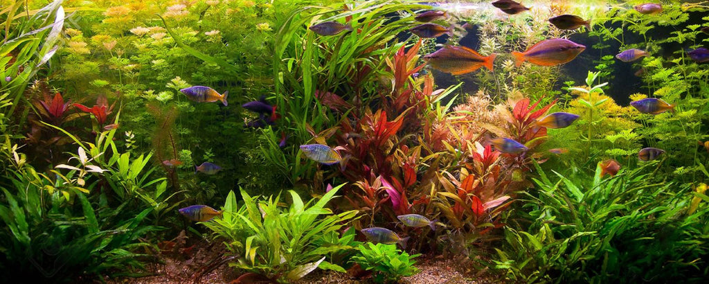 Kit Aquarium CO2: quale scegliere per il tuo serbatoio piantato?