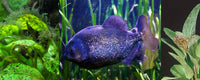 quand-comment-et-pourquoir-tester-l-eau-de-votre-aquarium