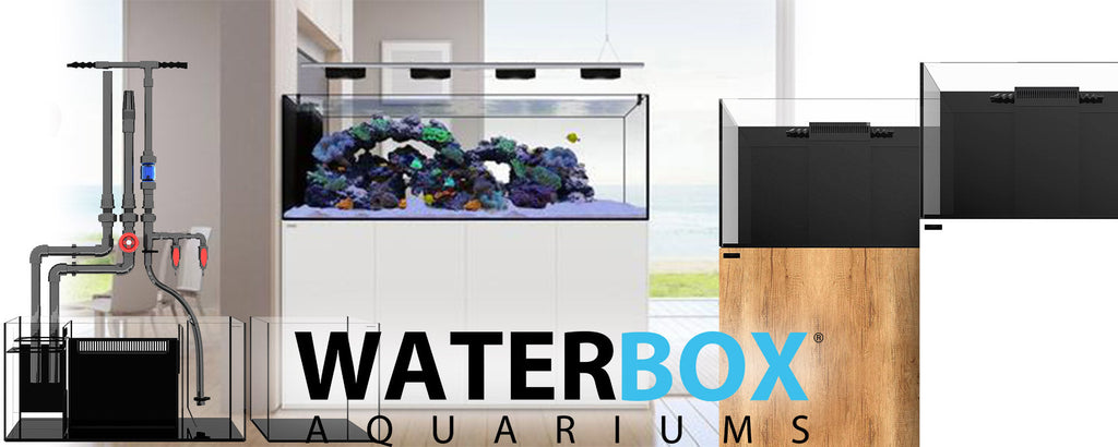 Waterbox : Questi disegni acquari che gli acquariofili si stanno strappando!