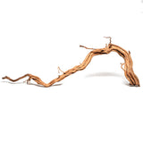 Racine Naturelle Curl Wood AQUADECO - M 60 à 80 cm