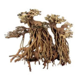 Bonsai Legno Oriental Wind 4 SM - 23 cm Amtra
