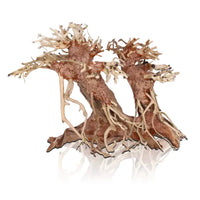 Bonsai Legno Orientaler Wind 4 sm - 23 cm Amtra