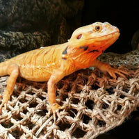 REPTIZOO Amaca triangolare per rettili - 30 cm