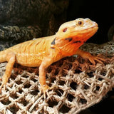 REPTIZOO Driehoek Reptielenhangmat - 37 cm
