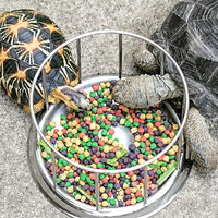 REPTIZOO Futterspender für Schildkröten – 11,5 cm