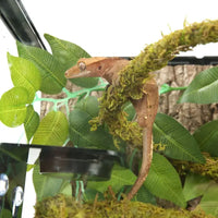 Liane Vine Moss Natural REPTIZOO - 200 x 1,5 cm