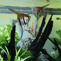 ProNovo Bel Grano S JBL - Aliment de base en granulés pour poissons d'aquarium de 3 à 10 cm