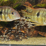 ProNovo Bel Fluid Baby JBL - Aliment d'élevage liquide pour très petits alevins de poissons d'aquarium ovipares