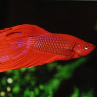 ProNovo Betta Flakes S JBL - Aliment de base en Flocons pour combattants de 3 à 10 cm