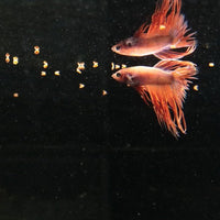 ProNovo Betta Grano S JBL - Aliment de base pour combattants de 3 à 10 cm