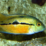 ProNovo Cichlid Grano M JBL - Aliment de base en granulés pour Cichlidés de 8 à 20 cm