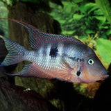 ProNovo Cichlid Grano M JBL - Aliment de base en granulés pour Cichlidés de 8 à 20 cm