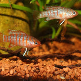 ProNovo Cichlid Grano S JBL - Aliment de base en granulés pour petits Cichlidés de 3 à 10 cm