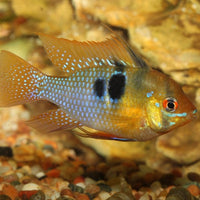ProNovo Cichlid Grano S JBL - Aliment de base en granulés pour petits Cichlidés de 3 à 10 cm
