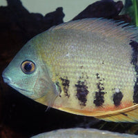 ProNovo Cichlid Grano XL JBL - Aliment de base en granulés pour grands Cichlidés de 15 à 25 cm
