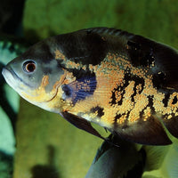 ProNovo Cichlid Grano XL JBL - Aliment de base en granulés pour grands Cichlidés de 15 à 25 cm
