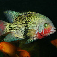 ProNovo Cichlid Grano XL JBL - Aliment de base en granulés pour grands Cichlidés de 15 à 25 cm