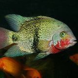 ProNovo Cichlid Grano XL JBL - Aliment de base en granulés pour grands Cichlidés de 15 à 25 cm