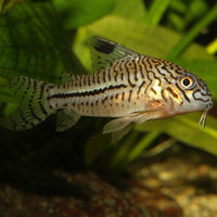 ProNovo Corydoras Tab M JBL - Aliment de base pour Corydoras de 1 à 20 cm
