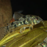 ProNovo Corydoras Tab M JBL - Aliment de base pour Corydoras de 1 à 20 cm