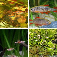 ProNovo Danio Grano XS JBL - Aliment de base en granulés pour tout petit barbus et danios de 3 à 5 cm