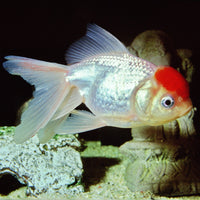 ProNovo Fantail Grano S JBL - Aliment de base en Granulés pour voiles de Chine et autres poissons rouges de 3 à 10 cm
