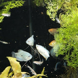 ProNovo Gourami Grano S JBL - Aliment de base en granulés pour Gouramis de 3 à 10 cm