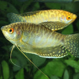 ProNovo Gourami Grano S JBL - Aliment de base en granulés pour Gouramis de 3 à 10 cm