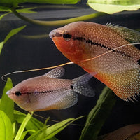 ProNovo Gourami Grano S JBL - Aliment de base en granulés pour Gouramis de 3 à 10 cm