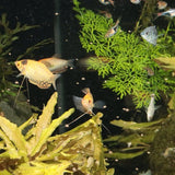 ProNovo Gourami Grano S JBL - Aliment de base en granulés pour Gouramis de 3 à 10 cm