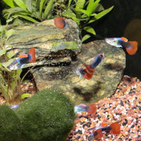 ProNovo Guppy Grano S JBL - Aliment de base en Granulés pour Guppys de 3 à 10 cm