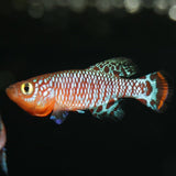 ProNovo Killifish Grano S JBL - Aliment de base en granulés pour Killies de 3 à 10 cm