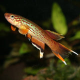 ProNovo Killifish Grano S JBL - Aliment de base en granulés pour Killies de 3 à 10 cm