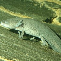 ProNovo Lotl Grano M JBL - Aliment de base en Granulés pour Axolotls de 8 à 20 cm