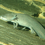 ProNovo Lotl Grano M JBL - Aliment de base en Granulés pour Axolotls de 8 à 20 cm
