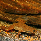 ProNovo Lotl Grano M JBL - Aliment de base en Granulés pour Axolotls de 8 à 20 cm