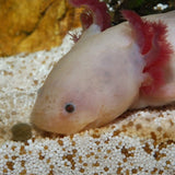 ProNovo Lotl Grano M JBL - Aliment de base en Granulés pour Axolotls de 8 à 20 cm