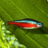 ProNovo Neon Grano XXS JBL - Aliment de base en granulés pour tout petit poissons d'aquarium de 1 à 3 cm