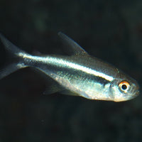 ProNovo Neon Grano XXS JBL - Aliment de base en granulés pour tout petit poissons d'aquarium de 1 à 3 cm
