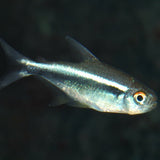 ProNovo Neon Grano XXS JBL - Aliment de base en granulés pour tout petit poissons d'aquarium de 1 à 3 cm