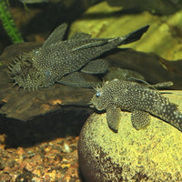 ProNovo Pleco XL JBL - Aliment de base pour grands plécos de 15 à 40 cm