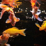 ProNovo Red Grano M JBL - Aliment de base en granulés pour poissons rouges de 8 à 20 cm