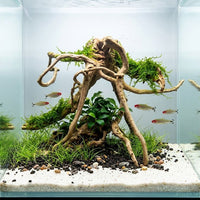 Racine Naturelle Polished DriftWood SCALARE - 45 à 58 cm