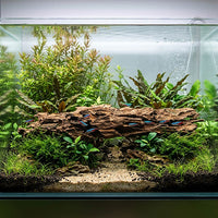 Racine Naturelle Shrimp Wood SCALARE - 45 à 58 cm