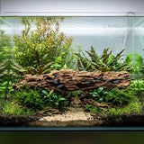 Racine Naturelle Shrimp Wood SCALARE - 45 à 58 cm