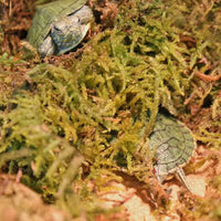 REPTIZOO Chilimossubstraat - 100 g