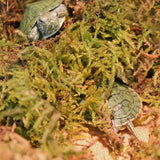 REPTIZOO Chilimossubstraat - 100 g